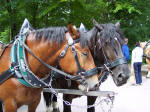 Heste med hestevogn ved slottet Neuschwanstein. Tyskland.
