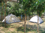 Camping Zante. Anne og Christoffers telte. Bemrk deres affaldsstativ.