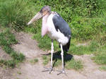 Marabustork - Odense Zoo