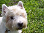 'Bono' - westie