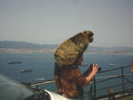 Vibeke med en stor abe p skulderen, Gibraltar