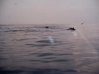 Dolphins inside the Bay of Biscay